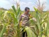 Dukung Astacita Presiden, Polsek Kenduruan Polresta Tuban Pantau Perkembangan Tanaman Jagung Petani