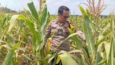 Dukung Astacita Presiden, Polsek Kenduruan Polresta Tuban Pantau Perkembangan Tanaman Jagung Petani