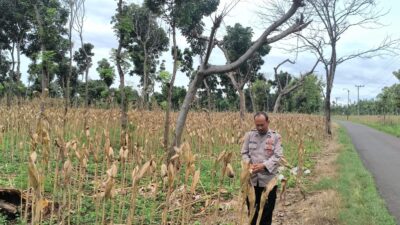 Polri Dukung Astacita, Polsek Merakurak Polresta Tuban Turun Cek Tanaman Jagung Warga di Desa Tuwiri Wetan