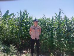 Anggota Polsek Singgahan Polresta Tuban Turun Cek Tanaman jagung Warga di Desa Mulyorejo