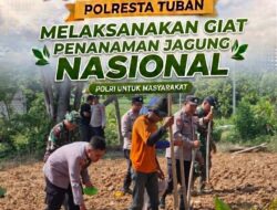 Sinergi TNI-Polri di Bancar, Dampingi Warga Tanam Jagung Demi Dukung Ketahanan Pangan