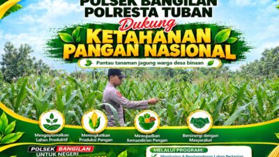 POLSEK BANGILAN DUKUNG KETAHANAN PANGAN TANAMAN JAGUNG