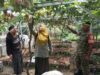 Jelang Panen Anggur, Babinsa dan PPL Peteluan Indah Dampingi Petani Tingkatkan Produktivitas