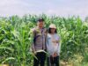 Bhabinkamtibmas Polsek Woha Cek Lahan Jagung Warga Binaan, Wujud Nyata Dukungan Polri Sukseskan Ketahanan Pangan Nasional