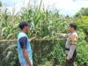 Sukseskan program ketahanan pangan nasional, Bhabinkamtibmas Polsek Bolo Cek Pertumbuhan Jagung Warga Binaan