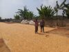 Panen Melimpah, Bhabinkamtibmas Polsek Tambakboyo Dampingi Petani Jemur Jagung Hasil Panen