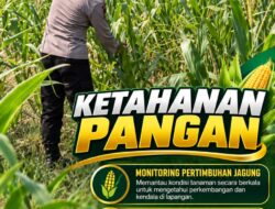 Mendukung Program Ketahanan Pangan, Bhabinkamtibmas Monitoring Pertumbuhan Jagung