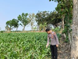 Anggota Polsek Singgahan Polresta Tuban Turun Cek Tanaman jagung Warga di Desa Mulyorejo
