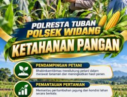 Mendukung Program Ketahanan Pangan, Bhabinkamtibmas Monitoring Pertumbuhan Jagung