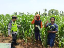 Polri Dukung Astacita, Polsek jenu Polres Tuban Turun Cek Tanaman Jagung Warga di Desa Jenu