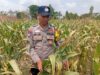 Dukung Astacita Presiden RI, Polsek Kenduruan Polresta Tuban Pantau Perkembangan Tanaman Jagung Petani